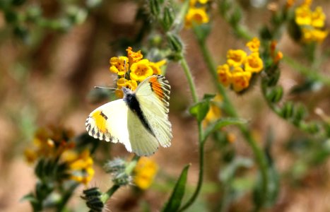 Sara orange tip butterfly