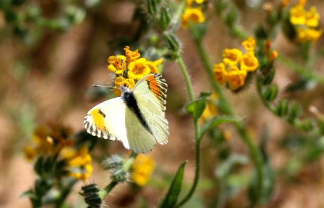 Sara orange tip butterfly photo