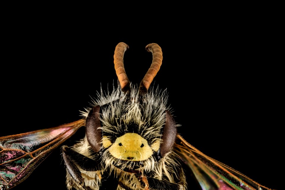 Andrena nida, M, Face, Maryland, Calvert County 2013-05-21-17.38.22 ZS PMax
