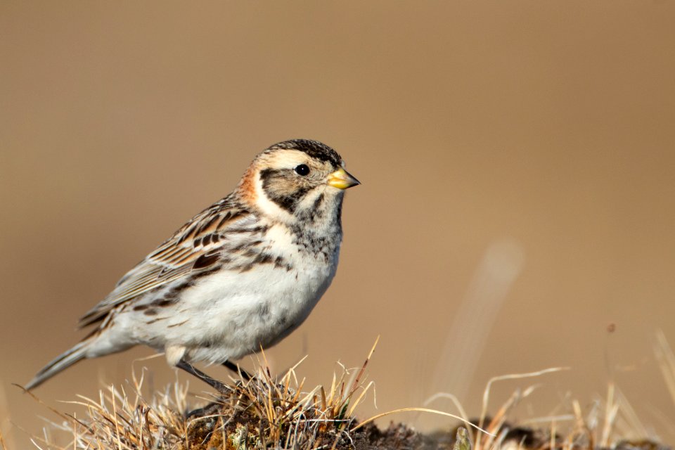 Lapland longspur immature