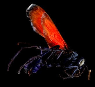 Pepsis rubra, Female, side, GTMO, Cuba 2013-11-06-09.54.00 ZS PMax photo