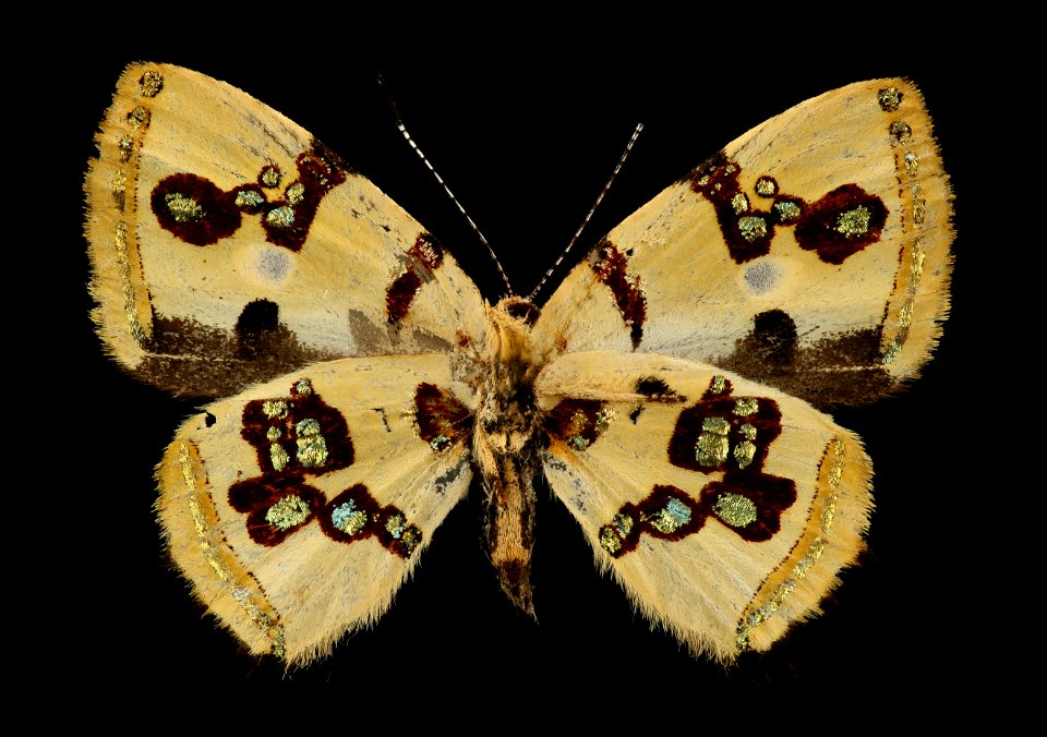 Anteros formosus, m, peru, Cosnipata Valley, brain harris, habitus 2016-02-23-10.20