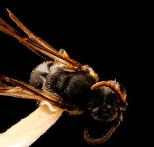 Hylaeus sparsus, m, back, Shenandoah, VA 2017-06-16-16.14