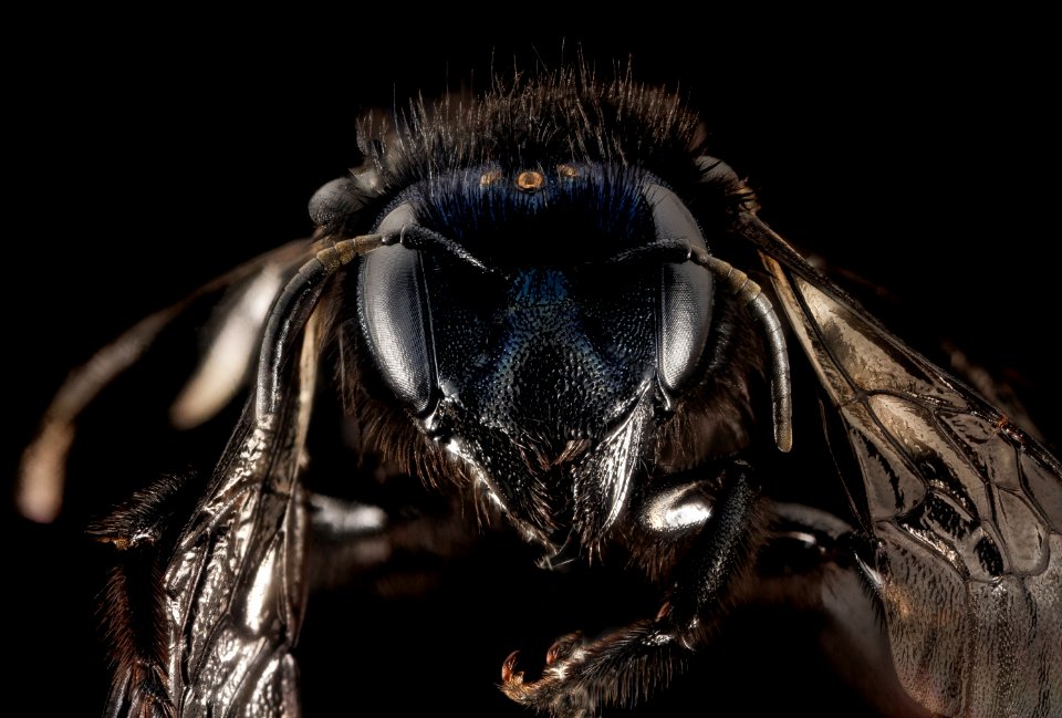 Osmia Californica, f, ca, santa barbara co., face 2015-11-20-18.31