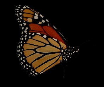 Monarchside 2019-08-11-12.40.21 ZS PMax UDR