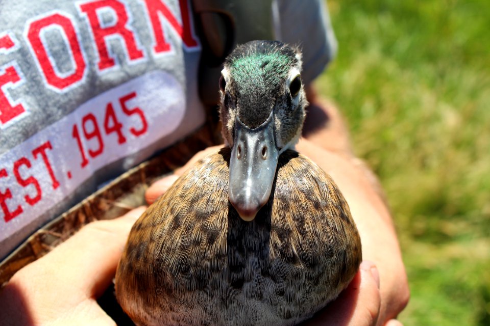 Male juvenile wood duck (Aix sponsa)