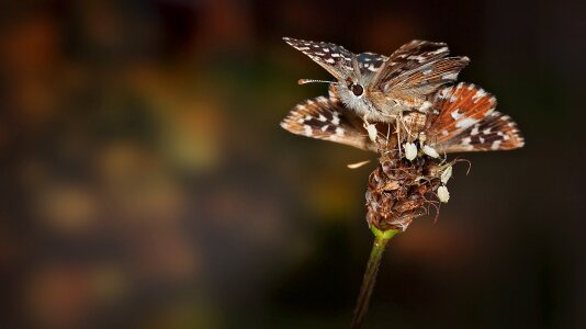 Wing close up nature