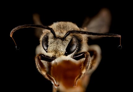 Nomia heart antennae, m, 15266b02, face, kenya 2014-08-04-19.52.16 ZS PMax