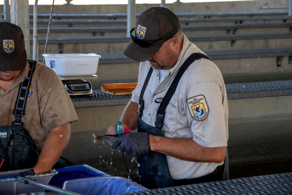 FWS Biologist David miller places floy tag on Lahontan cutthroat trout photo