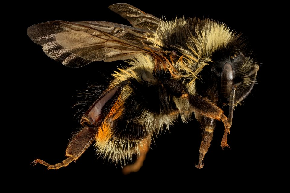 Bombus ternarius, F, Side, MI, Alger County 2014-03-20-09.14