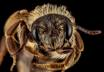 Andrena nubecula, F, Face ammonia, MD, Anne Arundel County 2014-02-21-17.13.59 ZS PMax photo