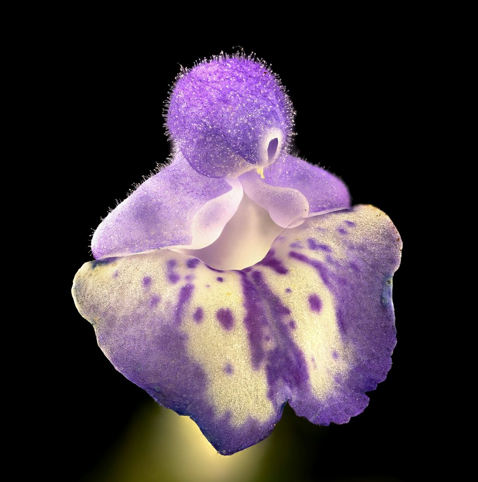 Scutellaria elliptica, Hairy Skullcap flower close up, Howard County, MD, Helen Lowe Metzman 2017-07-25-20.44