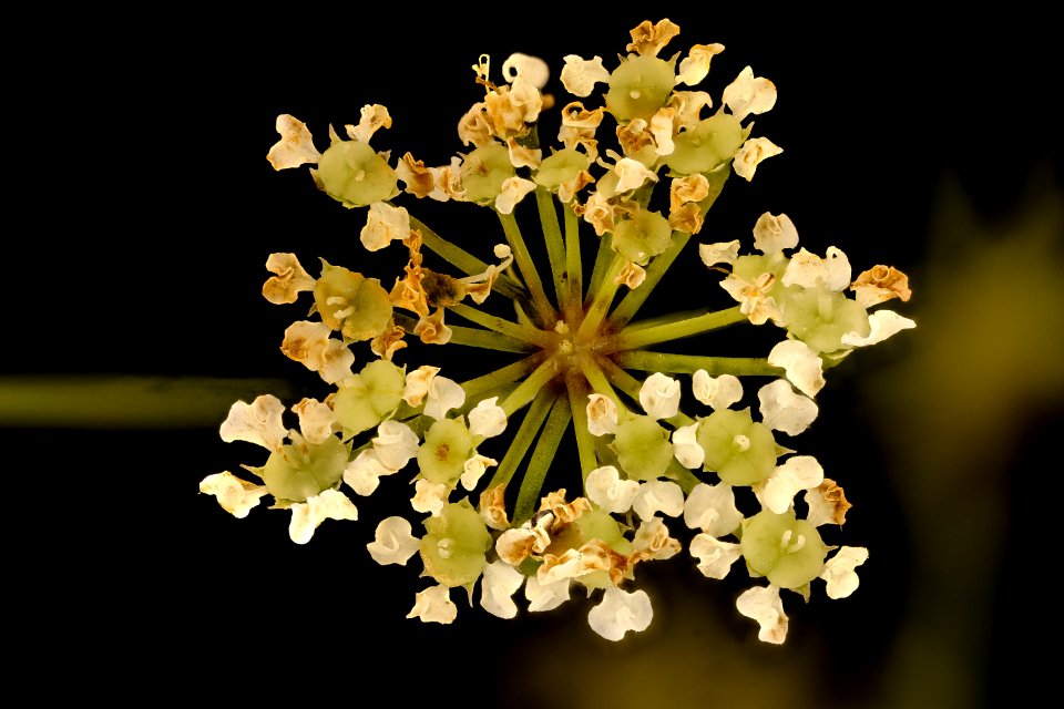 Cicuta maculata 2, Water Hemlock, Howard County, Md, Helen Lowe Metzman 2018-07-17-12.52.39 ZS PMax UDR