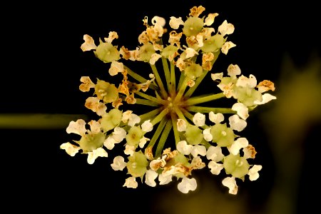 Cicuta maculata 2, Water Hemlock, Howard County, Md, Helen Lowe Metzman 2018-07-17-12.52.39 ZS PMax UDR