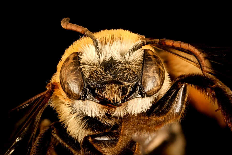 Melissodes tepaneca, f, face, SC, Jasper Co 2015-11-24-17.39