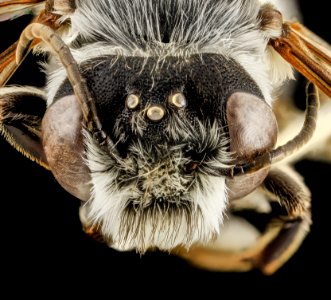 Megachile frugalis, M, Face, Pg County, MD 2014-01-30-11.10.08 ZS PMax photo
