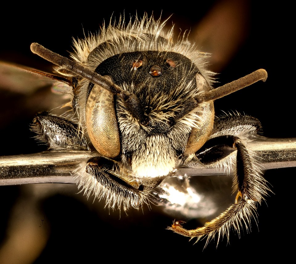 Hoplitis simplex, m, face, Charles Co, MD 2016-04-15-22.38