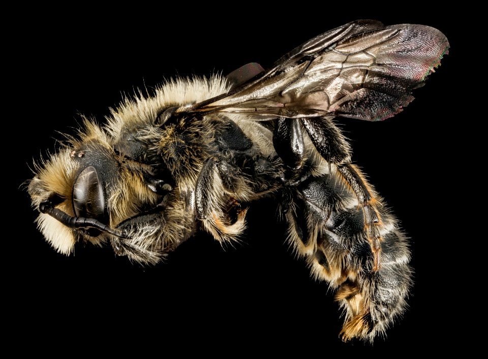 Hoplitis spoliata, male, side, NY, Franklin Co 2014-07-01-12.50.46 ZS PMax