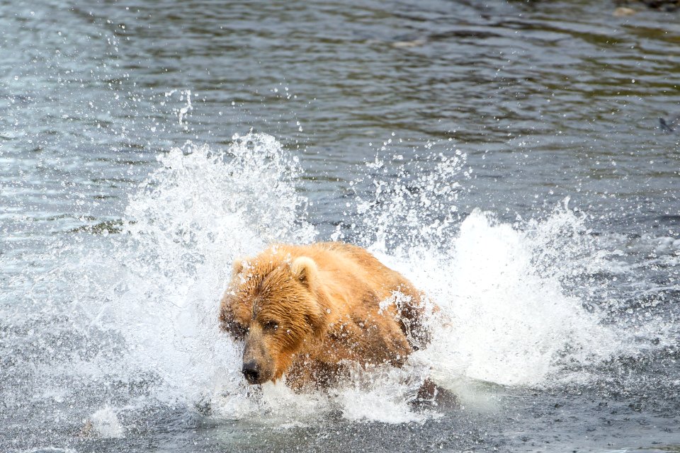 Pouncing on a fish