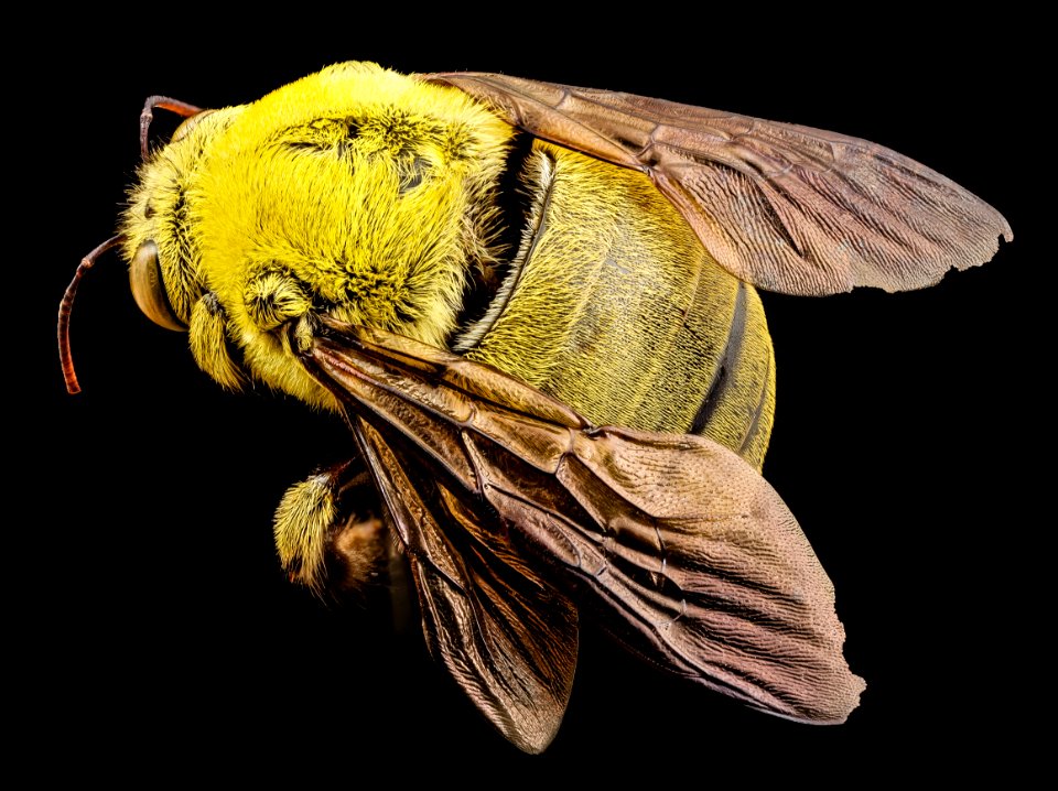 xylocopa india yellow, m, india, side 2014-08-10-11.25.57 ZS PMax