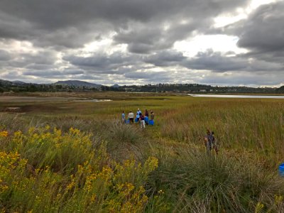 Endangered Ridgway's rail release, Batiquitos Lagoon, California