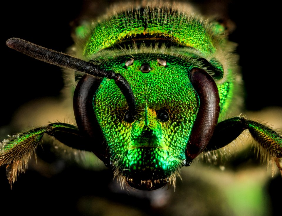 Augochloropsis metallica, F, Face, U 2013-06-19-14.10.49 ZS PMax
