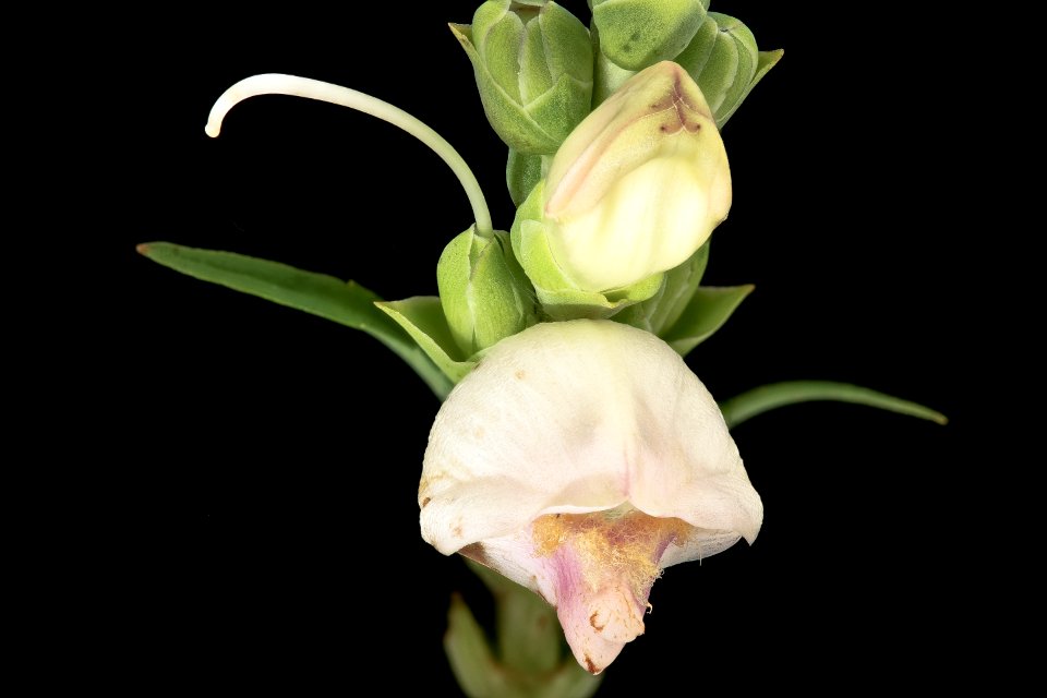 Chelone glabra 4, White turtlehead, Howard County, Md, Helen Lowe Metzman 2019-03-22-18.34.52 ZS PMax UDR 1