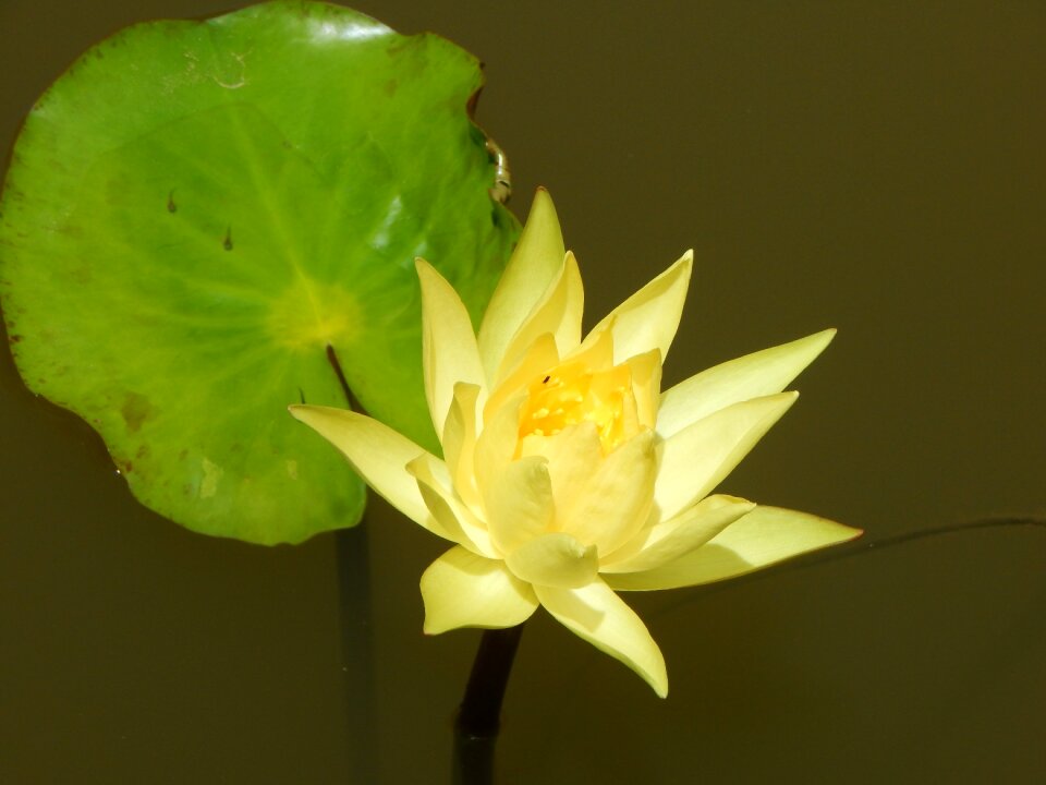 Pond dharwad india