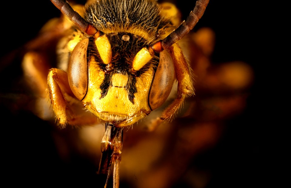 Nomada luteola, m, face, Maryland 2016-04-16-01.26