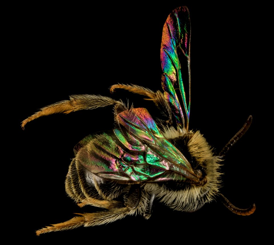 Andrena ziziaformis, M, Back, VA Giles County 2014-01-31-16.53.57 ZS PMax
