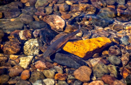 Paiute cutthroat trout in Silver King Creek