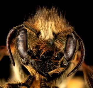 Osmia cornifrons, F, Face, Washington, DC 2014-02-23-15.08.06 ZS PMax photo