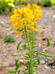 Yellow Beeplant, a Nevada wildflower photo