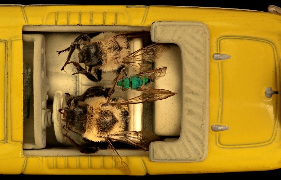 (Fixed) Bees in Cars, Yellow, Overhead 2019-03-27-15.13.13 ZS PMax UDR