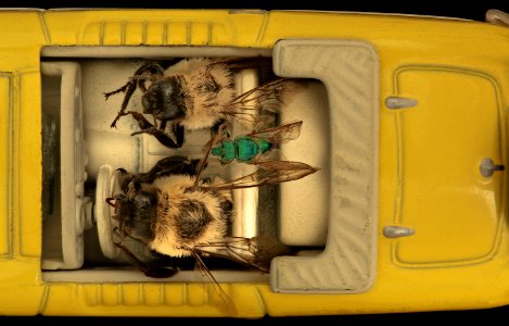 (Fixed) Bees in Cars, Yellow, Overhead 2019-03-27-15.13.13 ZS PMax UDR photo