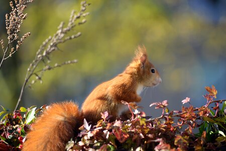 Autumn cute nager photo