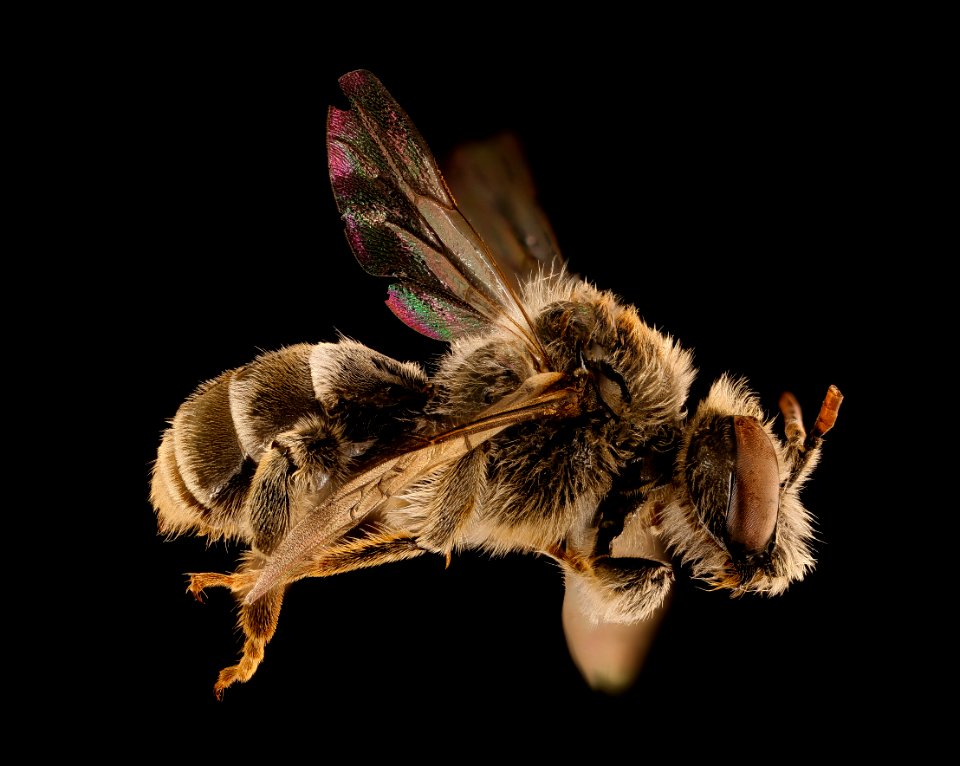 Epeoloides pilosulus, m, side, nh, powerline 2018-11-02-12.48.41 ZS PMax UDR