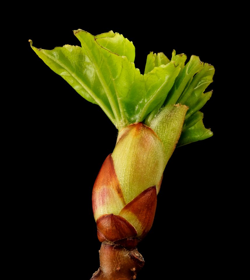 Liquidambar styraciflua, bud, side, beltsville, md 2014-04-16-15.57.16 ZS PMax