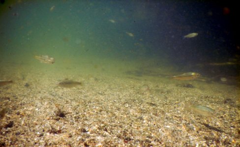 Arroyo chub swimming in the Santa Ana River