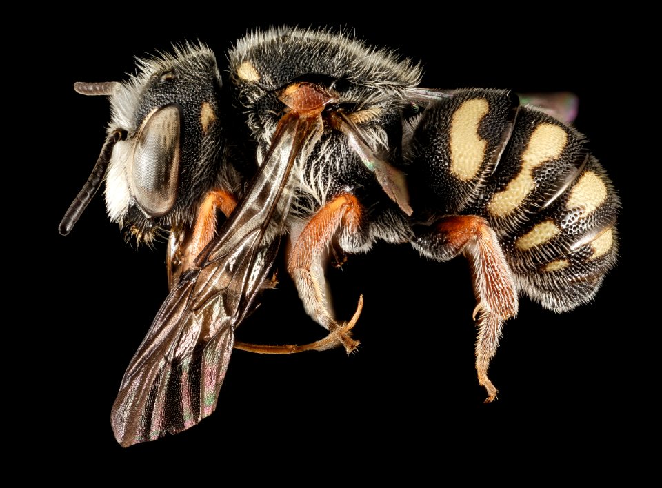 Stelis nasuta, M, Side, Greece, Aegean Islands, Lesvos, Mytilene 2015-02-24-13.51.41 ZS PMax