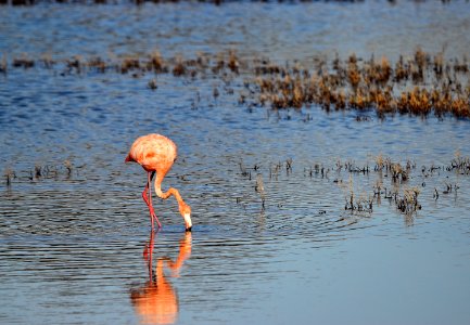 Flamingo foraging photo
