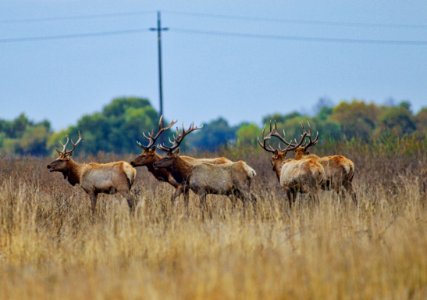 Tule elk at San Luis National Wildlife Reserve photo
