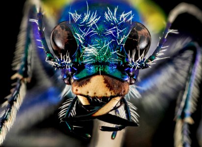 Festive Tiger Beetle, face, Badlands,Pennington Co, SD 2013-12-31-13.21.39 ZS PMax photo