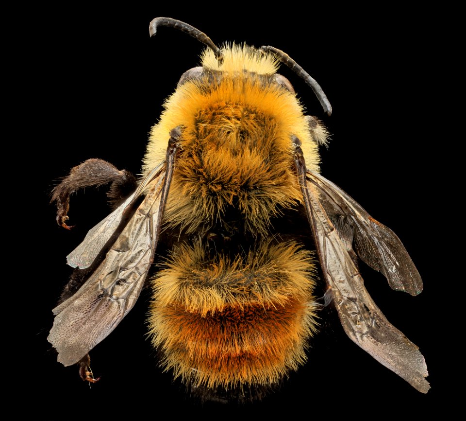 Anthophora bomboides, M, back, Lincoln Co, Wyoming 2013-12-30-14.02.22 ZS PMax