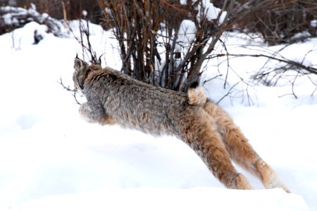 Lynx Project At Yukon Flats National Wildlife Refuge