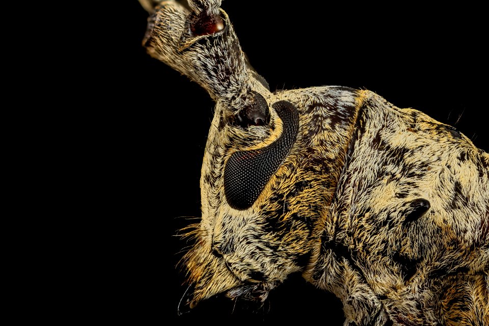cerambycid, u, face side, md, pg county 2014-06-18-15.38.28 ZS PMax