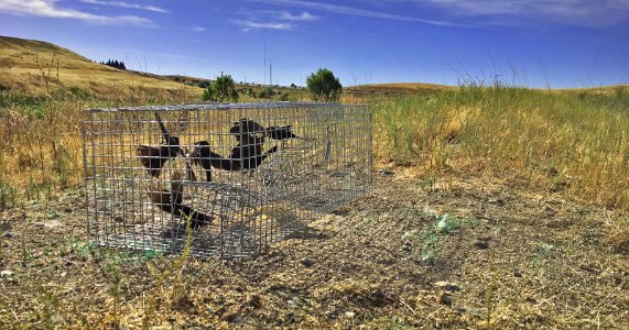 Tricolored blackbirds in Folsom, California