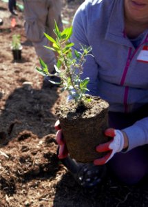 Native plants return to Meadowview stream in Temecula, California. photo