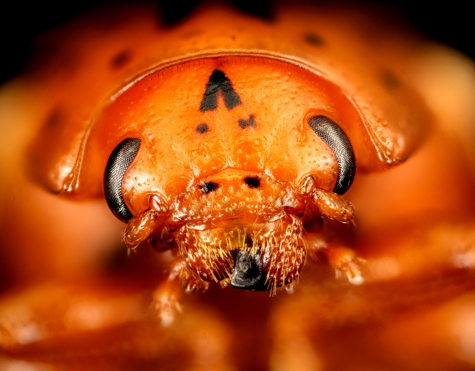 Leptinotarsa juncta, face, pg county, md 2016-06-17-11.01