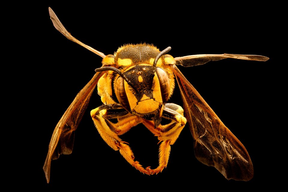 Dianthidium singulare, f, face, Mariposa, CA 2017-08-24-02.04